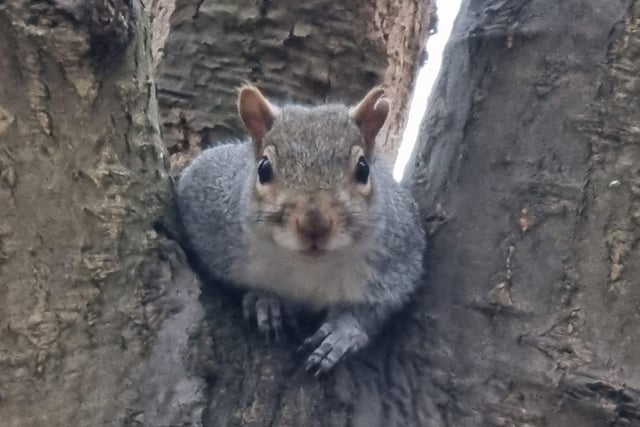 A squirrel stops to have his picture taken - and a natural he is too!