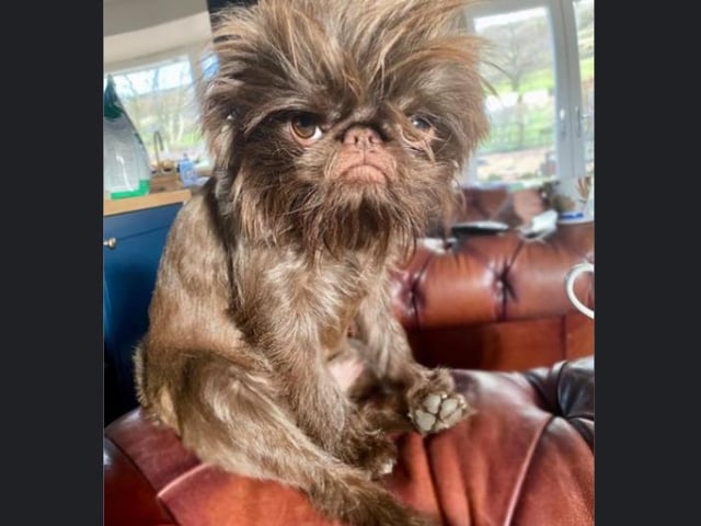 Proshka, who looks like Gizmo from Gremlins,  now has a world wide following on the back of pictures posted on social media by his owner. Pictures: Stefani Doherty / https://www.instagram.com/griffy.girl/