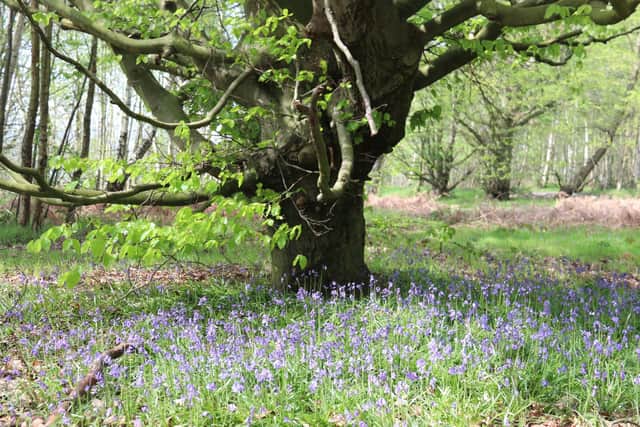 Bluebells at Smithy Wood (pic: Dave Dickinson, Sheffield Environmental)