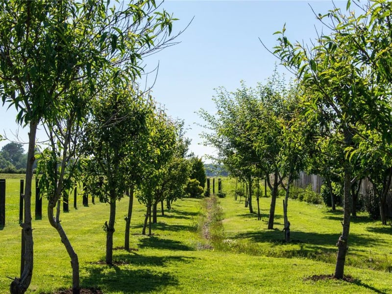 Orchard.
