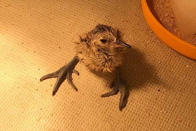 Curlew chick hatched from recovered eggs. Credit: C Hardcastle via the RSPB