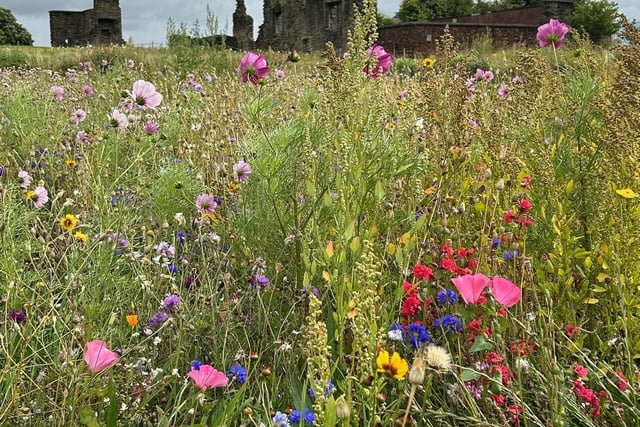 Wild flower meadows at Manor Lodge by Andy Wood