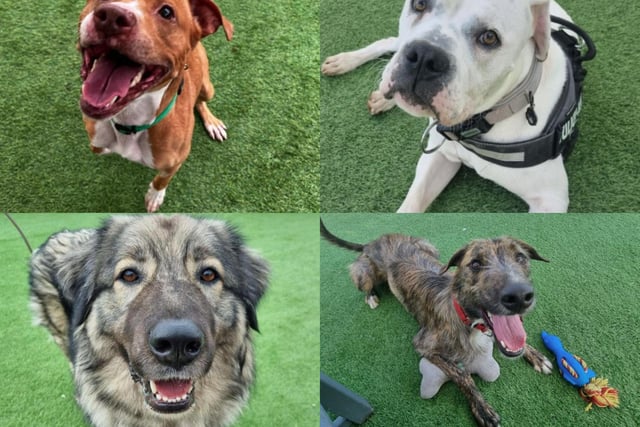 There are nine dogs looking for a new home at Thornberry Animal Sanctuary.