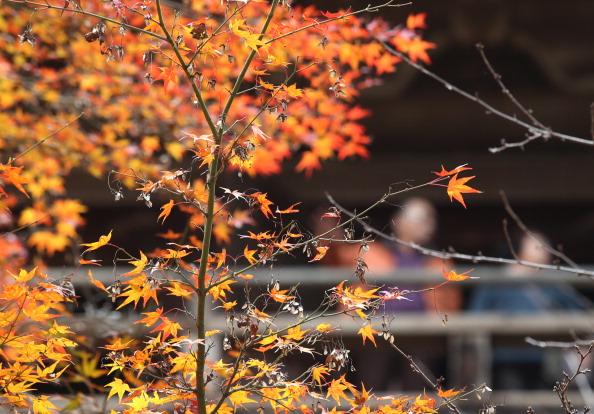 Thieves Wood is another venue that is full of Autumnal beauty this time of year.