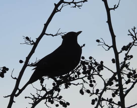 Picture of a Blackbird, by Ian D. Rotherham.