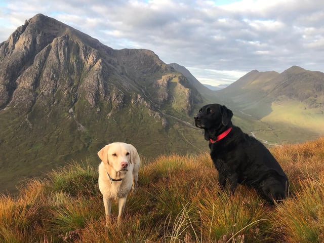 Scots sports commentator Andrew Cotter had the nation in stitches during the first lockdown by chronicling the lives of his dogs Olive and Mabel and on Halloween he posted another hilarious clip of his beautiful Labradors going trick-or-treating.