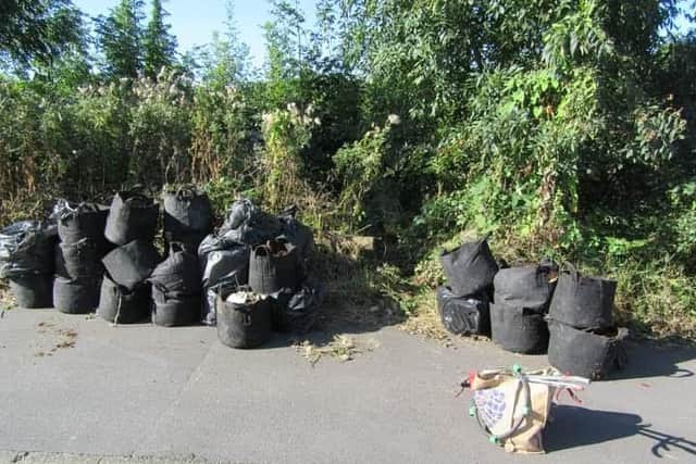 45 Cannabis planters pulled put of the Gleadless Valley woods.