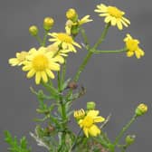 The fascinating Oxford Ragwort taken by Ian Rotherham