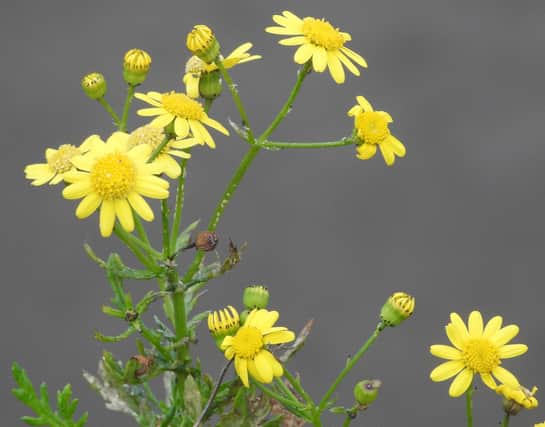 The fascinating Oxford Ragwort taken by Ian Rotherham