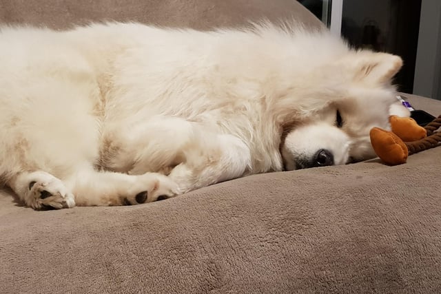 Dogs don't come much fluffier than the Samoyed. Add in their loyal, loving nature and you have a pup that is like a snuggly canine electric blanket.