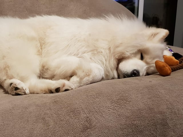 Dogs don't come much fluffier than the Samoyed. Add in their loyal, loving nature and you have a pup that is like a snuggly canine electric blanket.