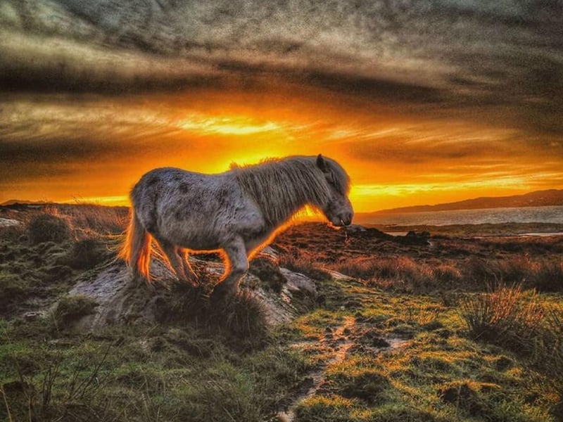 Based in the Outer Hebrides, @jefinuist takes stunning pictures of animals and scenery - from Shetland ponies to Highland cattle, cats, and strangely beautiful close ups of sheep.
