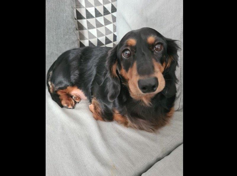 This is Dolly, owned by Marles Bartolomew.