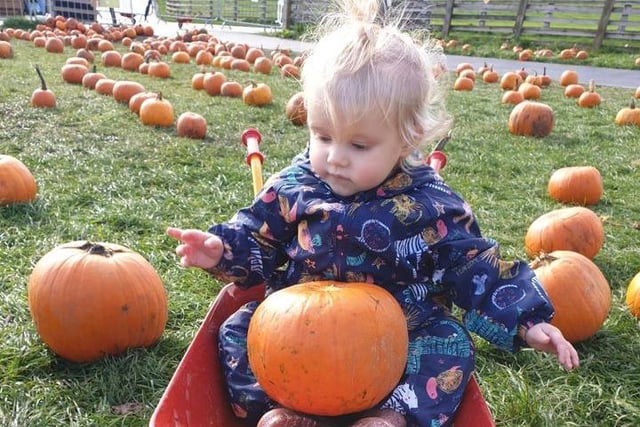 This little one found an easy of transporting the pumpkins. Image: James Adnett