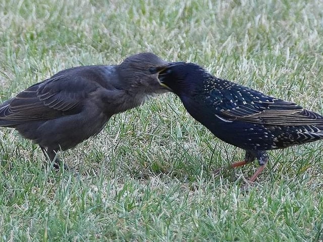 Young starlings being fed by parent