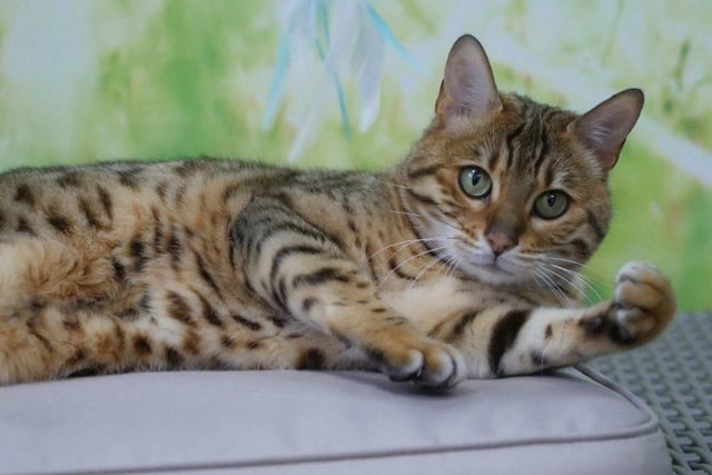 Meet exeptional Ella. This beautiful Bengal five year old girl is looking for a quiet home with experienced cat owners.
Although once settled Ella enjoys attention, she can be shy and timid at first, so will need space to settle and come out of her shell in her own time.
Ella can be vocal as this is common with the breed. She cannot live with other cats or dogs. To adopt Ella see: https://rspca-radcliffe.org.uk/animal/ella/