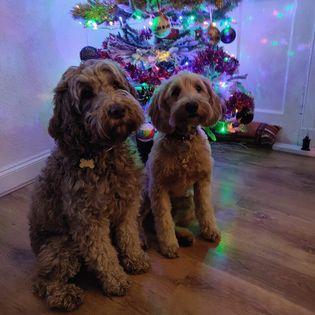 Shirley Stewart shared this picture of her doodles getting ready for Christmas