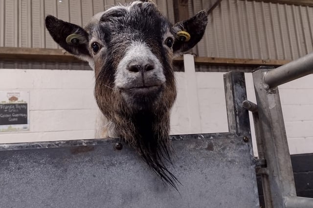 Dude the pygmy goat taken by Catherine Langan