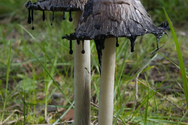An evil looking fungus taken by Michael Nind