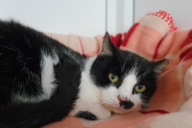 Marley came into care as his owner sadly died. He is 12 years old and would be suited to an adult-only home or one where any children are of secondary school age. Marley's new family will need to be patient with him and allow him plenty of time and space to grow in confidence.
