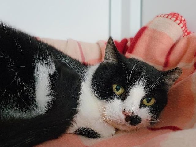 Marley came into care as his owner sadly died. He is 12 years old and would be suited to an adult-only home or one where any children are of secondary school age. Marley's new family will need to be patient with him and allow him plenty of time and space to grow in confidence.