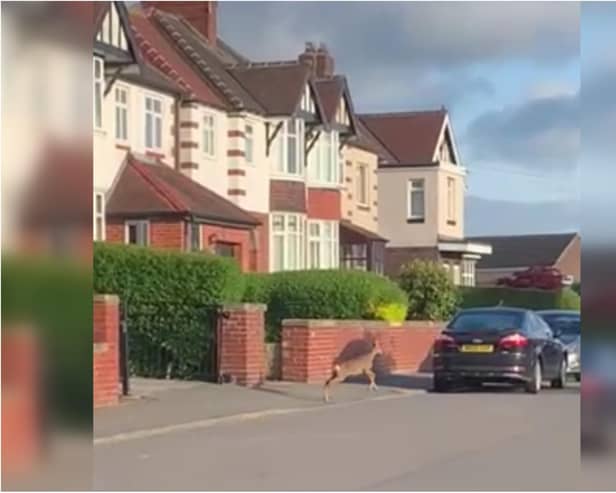 Taken by Tom Bird, the video shows the lone deer stopped dead by the gate of a house on Park Avenue, Chapeltown, before galloping up the road until it is out of sight