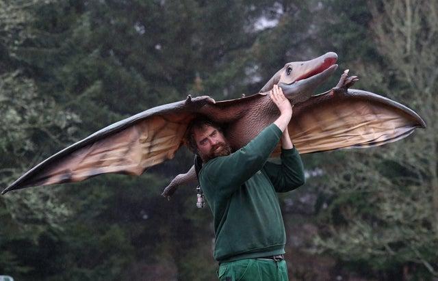 James Quickenden, from Blair Drummond Safari Park, moves a Pteranodon after it arrived at the park as part of the exhibition.