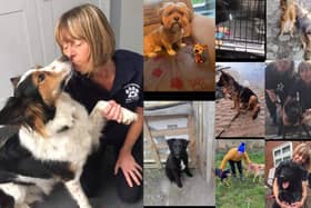 Debbie Fryer says the ruling by the Eurotunnel remains unclear and could be a 'death sentence' to thousands of dogs waiting to be rehomed in the UK