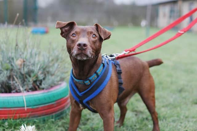 A Terrier cross who came into the care of the RSPCA when his owner sadly passed away has been waiting 437 DAYS to find his forever home.

Diefer arrived in the care of RSPCA Sheffield Animal Centre on 21st December 2018 when his owner died. 

He was very anxious when he first arrived and as an intelligent and active dog, he needed help from the staff to encourage him to relax. They worked hard to reassure Diefer, spending time with him daily and introducing new ways to have fun, use his brain and enjoy himself.