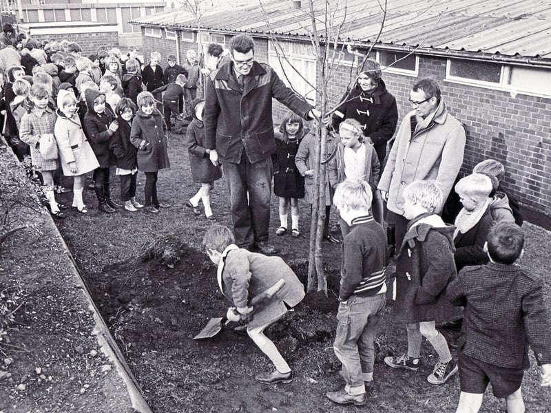 Children at the Wybourn Middle School busy planting six trees of assorted varieties supplied by the Sheffield Parks Department in the grounds of the school during the Sheffield tree planting campaign, November 19, 1969