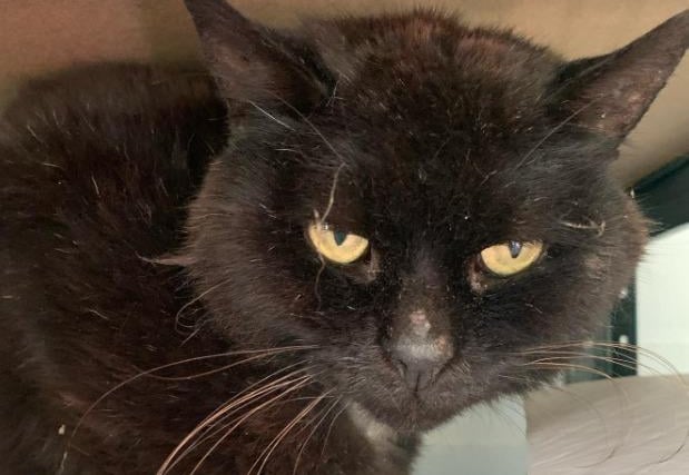 Strike the cat is being cared for by the Sheffield charity Cat-CHING and is up for adoption
