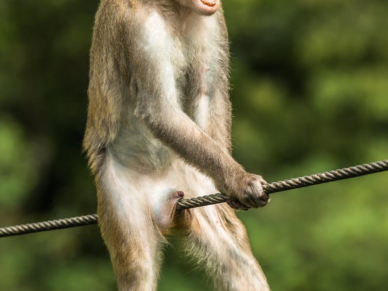 A golden silk monkey in Yunnan China - this is actually a show of aggression however in the position that the monkey is in it looks quite painful!
Animal: Golden Silk Monkey
Location of shot: Yunnan China