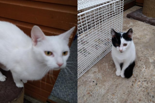 Coco, aged two, and her female kitten Chanel, around 14 weeks old, came into RSPCA care as their owner could sadly no longer look after them. The pair need to be rehomed as a pair and are both friendly and out-going. Contact RSPCA Bedfordshire North Branch on 01234 266 965