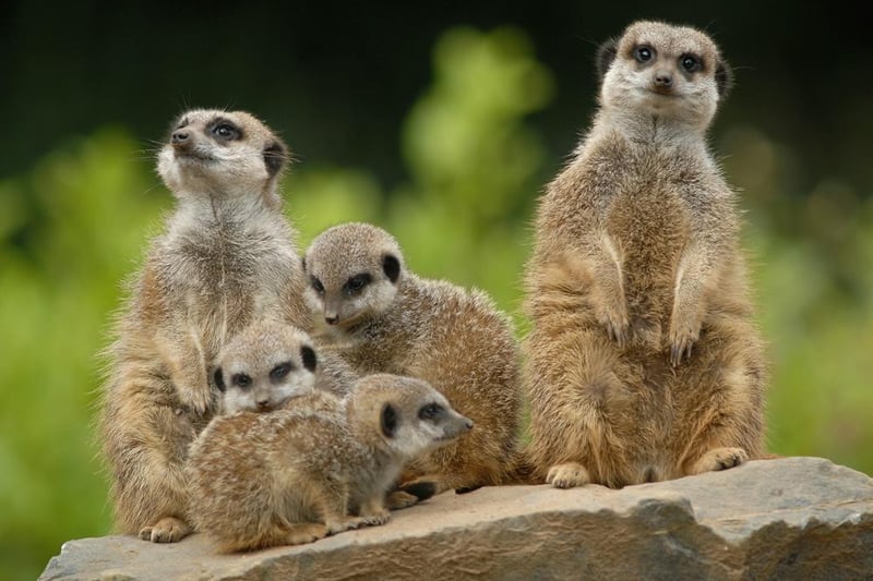 A firm favourite for family days out, Belfast Zoo is home to more than 120 different animal species, many of which are endangered or extinct in the wild.  Kids can also enjoy the play area, Treetop Tearoom, and on-site gift shop.