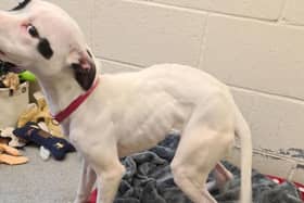 Pogo the Staffordshire Bull terrier-cross was shockingly skinny when she was found abandoned in a cage in Doncaster, South Yorkshire