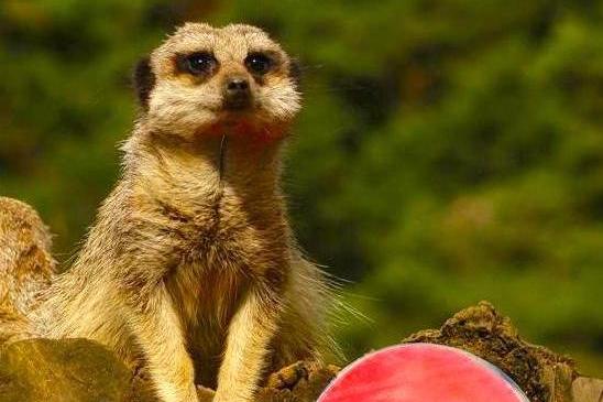 The mischievous meerkats are small mammals that belong to the mongoose family, they live in tight-knit groups called mobs or gangs. You’ll often see them standing up on their hind legs look out for predators