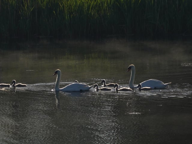 Swan family 2 adults 7 cygnets on a local pond