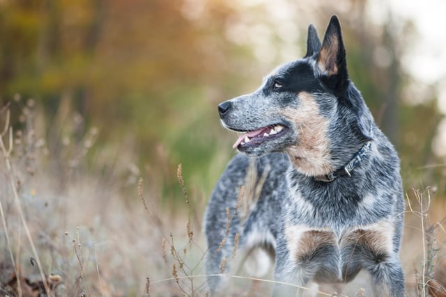 The Australian Cattle Dog, also called Blue Heeler or Queensland Heeler, is related to the Dingo. The Australian Cattle Dog is an intelligent breed of dog.