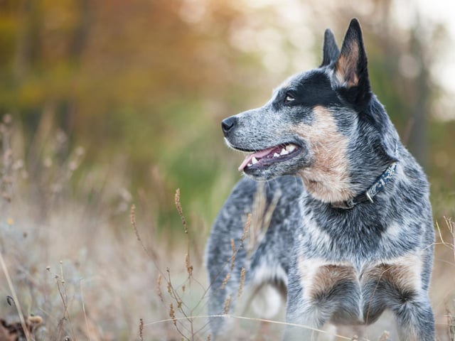 The Australian Cattle Dog, also called Blue Heeler or Queensland Heeler, is related to the Dingo. The Australian Cattle Dog is an intelligent breed of dog.