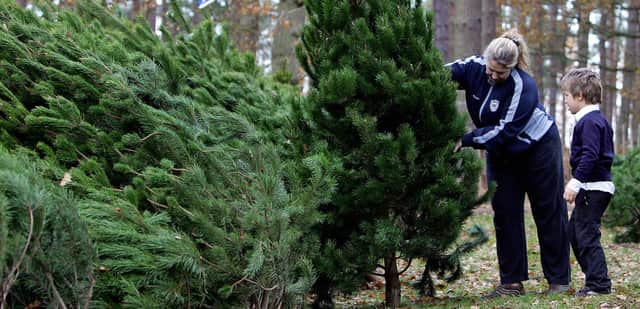 A customer selects a fir tree (photo: Getty Images/Paul Ellis).
