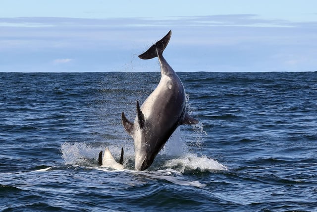 breaching bottlenose dolphins from a boat off the Berwickshire Coast at the weekend.