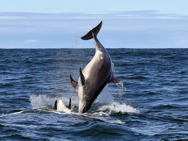 breaching bottlenose dolphins from a boat off the Berwickshire Coast at the weekend.