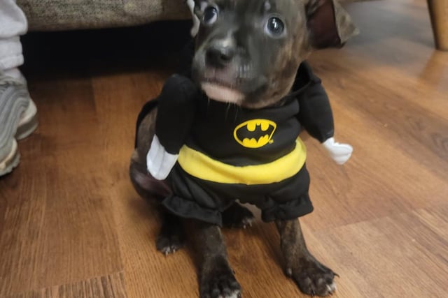 Is Hugo a bat or a dog? No one knows...