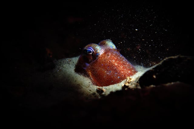 "Waiting until the stars were fully out, I started my dive into the inky black depths of Loch Long. At 15m deep, I found this small (but fully grown) bobtail squid, Sepiola atlantica, as it was digging into the sediment in a bid to hide from me." Jason Guthrie, Glasgow