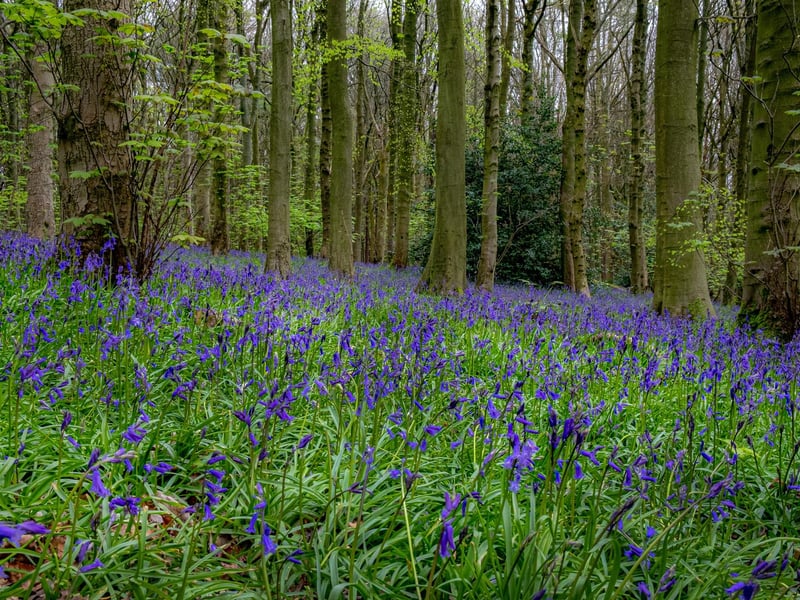 There are a number of walks that take in Esholt, including a circular route between Baildon and the Bradford village and The Four Pubs walk which, you guessed, stops by four boozers on your way around the village. There's also Esholt Woods (pictured) waiting to be explored.