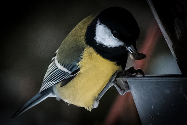 Great tit birds were recorded in 48.1% of South Yorkshire gardens in 2020.