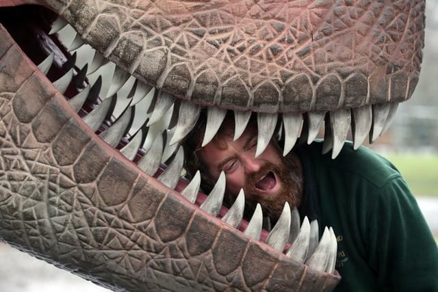 James Quickenden, from Blair Drummond Safari Park, looks inside the mouth of a Tyrannosaurus rex.