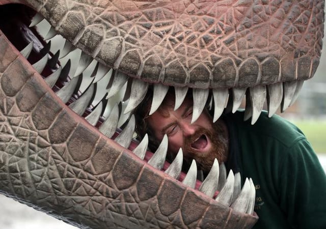 James Quickenden, from Blair Drummond Safari Park, looks inside the mouth of a Tyrannosaurus rex.
