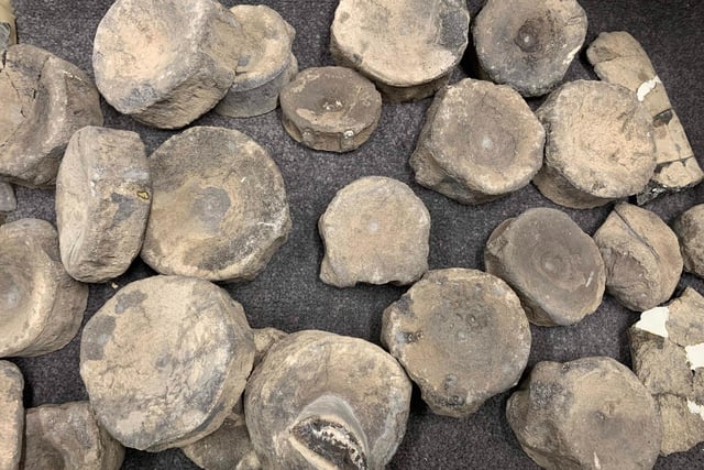 These fossils are kept under-wraps behind the scenes and Museum Director, James Hogg, was kind enough to give us a sneak peak to share.