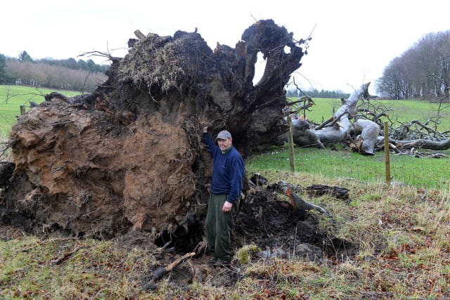 Estate Ranger Ian Nairn with one of the massive trees brought down by the winds.